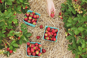 Auf diesen Feldern in der Schweiz pflückst du deine Erdbeeren selber