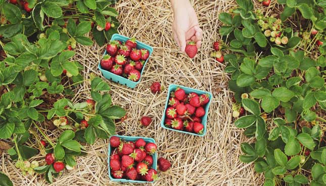 Erdbeeren selber pflücken auf diesen Erdbeerfeldern in der Schweiz