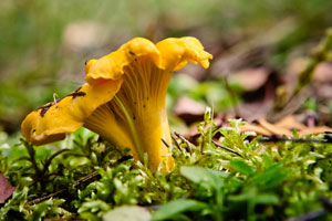 Pilze sammeln und bestimmen: Echter Pfifferling oder Eierschwämme im Wald