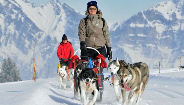 Schlittenhundfahrten in der Schweiz: Anbieter für Husky-Abenteuer