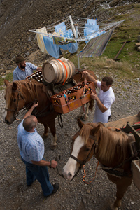 Whiskey Transport mit einem Pferd