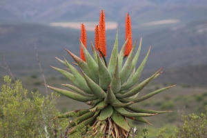 Die Aloe Forex wächst in Afrika