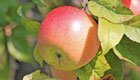 Beim Apfelschnitt im Winter unbedingt Fruchtmumien entfernen!