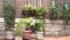 Balkonpflanzen überwintern sicher im Haus