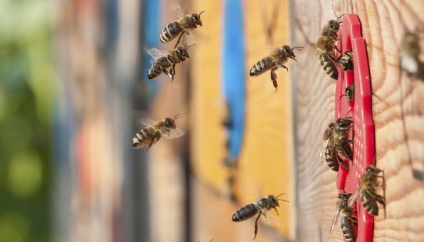 Flow Hive: Ganz einfach selbst zum Bienenzüchter werden?