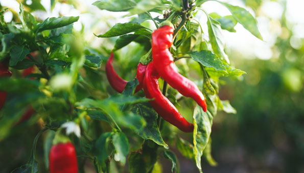 Chili anpflanzen: Chilisorten, Pflege und überwintern