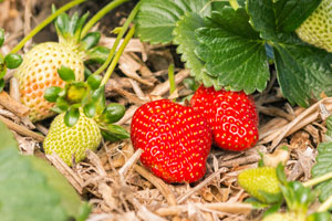 Für Garten und Balkon: Ganz einfach Erdbeeren selber pflanzen