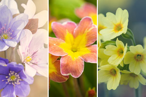 Die 12 schönsten Frühlingsblumen für Garten und Balkon