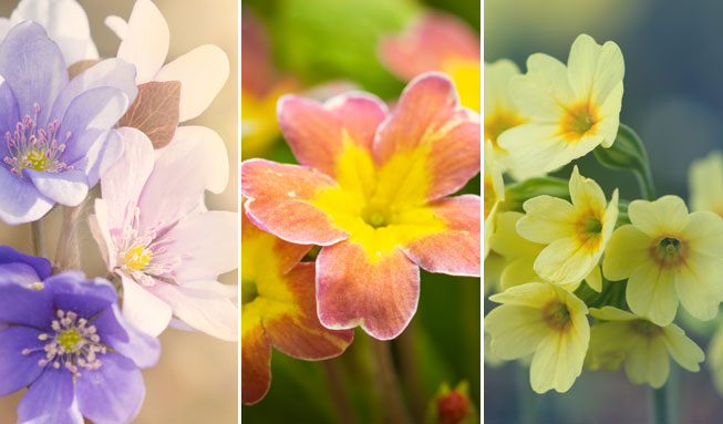 Die 12 schönsten Frühlingsblumen für zu Hause