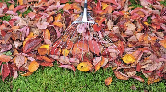 Herbstlaub im Garten entsorgen und verwerten