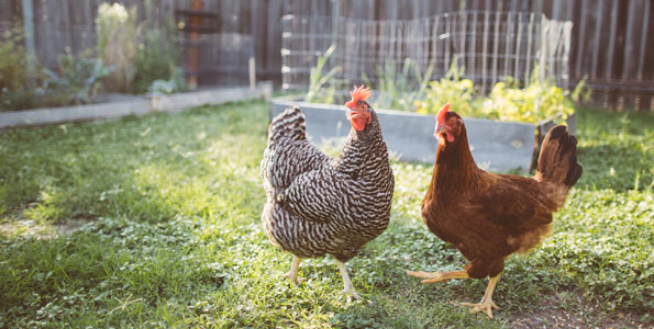 Wer im Garten Hühner hält, sollte den Tieren ein grosses Gehege und viel Auslauf bieten.