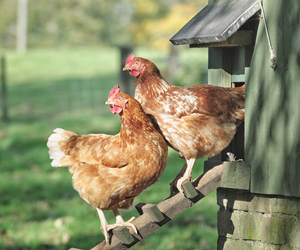 Was der optimale Hühnerstall braucht und wie gross er sein sollte