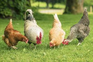 Erst das Huhn, dann das Ei: So einfach hältst du Hühner im Garten