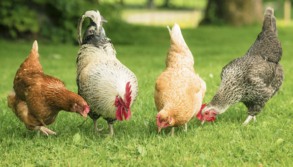 Der Traum von eigenen Hühnern im Garten