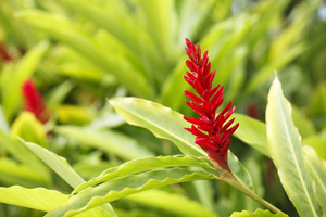 Blatt und Blüten von rotem Ingwer