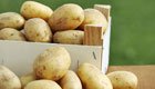 Ernten und Lagern von Kartoffeln aus eigenem Anbau