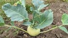 Kohlrabi pflanzen: Leckeres Gemüse für Anfänger