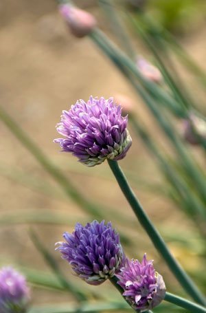 Gewisse Kräuter, wie etwa Schnittlauch oder Lavendel bringen mit ihren Blüten Farbe in den Kraeutergarten.
