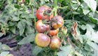 Krautfäule an Tomaten und Kartoffeln: Hartnäckig, aber besiegbar