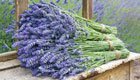 Lavendel richtig schneiden für sommerlichen Duft- und Farbenrausch