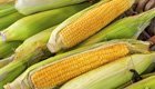 Zuckermais pflanzen: So säen und pflegen Sie Mais am besten