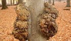 Obstbaumkrebs wirksam bekämpfen: Mit Säge und Schere zum Erfolg