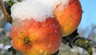 Richtige Obstbaumpflege im Winter bringt eine ertragreiche Ernte
