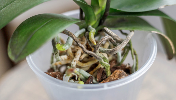 Orchideen umtopfen: Anleitung, Pflege-Tipps, wie teilen