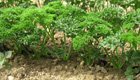 Petersilie: So pflanzen Sie das beliebte Kraut im Topf und Garten