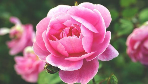 Rosen schneiden: Beet- und Edelrosen