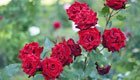 Rosen düngen und mit Nährstoffen vor dem Winter schützen