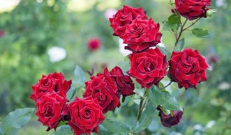 Rosen düngen und mit Nährstoffen vor dem Winter schützen