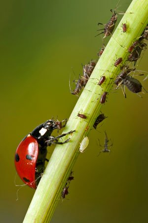 Marienkäfer fressen die Schädlinge im Garten Blattläuse