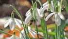 Weisse Tupfer im Frühjahr: Wie kann ich Schneeglöckchen vermehren