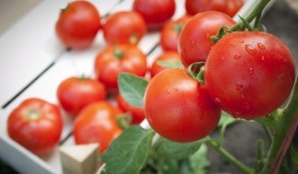 Mit der richtigen Pflege mehr Tomaten ernten