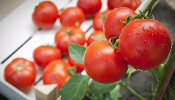 Tomaten optimal pflegen für gesunde Pflanzen und reiche Ernte