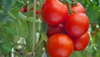 Mit Erfolg Tomaten auf dem Balkon anpflanzen