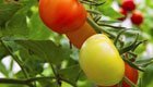 Wie Sie Ihre grünen Tomaten nachreifen