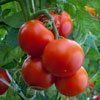 Die Tomate anbauen - Vom Samen bis zur Ernte