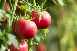 Jetzt ist der beste Zeitpunkt, um Tomaten zu pflanzen