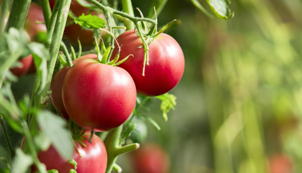 Tomaten pflanzen: Die Anleitung für Topf und Beet