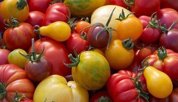 Warum die feinsten Tomaten vom eigenen Balkon kommen