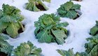 Winterfestes Gemüse: Auch bei Frost frisch aus dem eigenen Garten