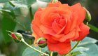 Richtiges Pflanzen für üppige wurzelnackte Rosen