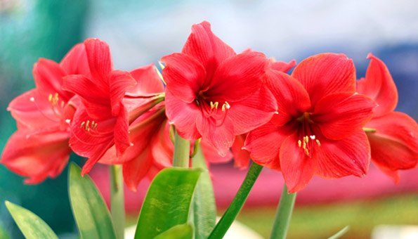 Amaryllis: Pflege vor & nach der Blüte plus Tipps zum Überwintern