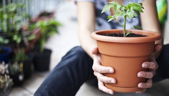 Gemüse für Balkon: Welche Pflanzen Sie wie anbauen können