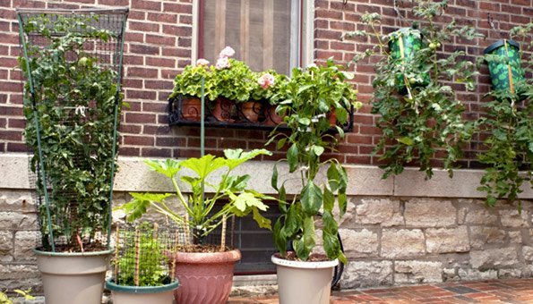 Balkonpflanzen richtig überwintern im Haus