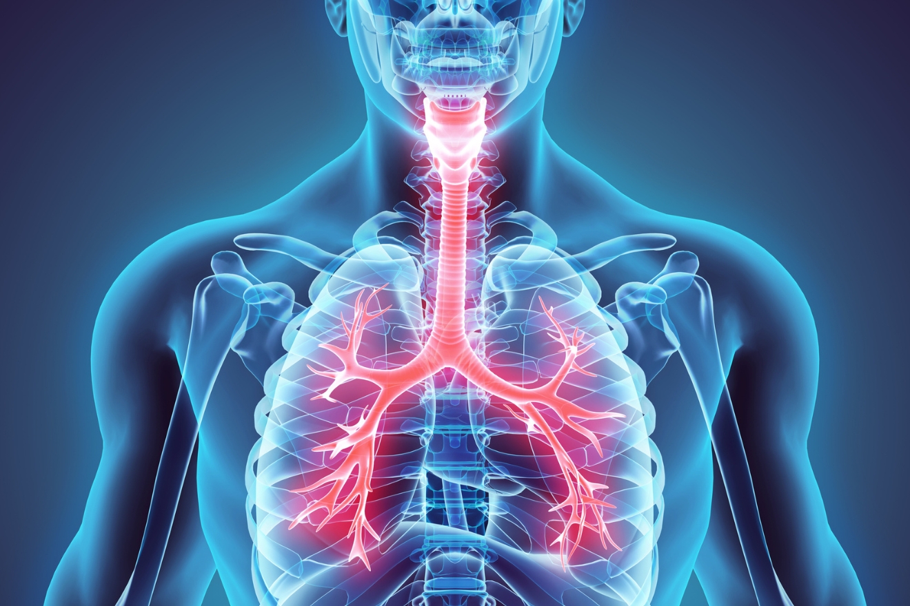 ein Körper mit durchsichtiger Haut zeigt eine Lunge und die übrigen Atemwege