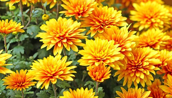 Chrysanthemen: So pflegen Sie die Chrysanthemum richtig