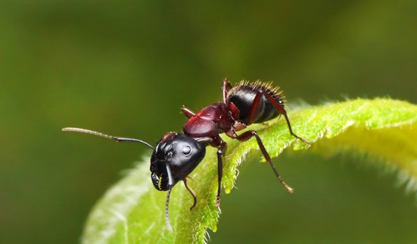Hausmittel gegen Ameisen: So entfernt man sie aus dem Garten